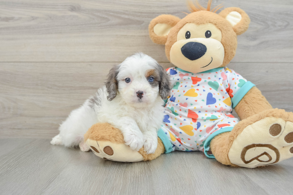 Funny Cavapoo Poodle Mix Pup