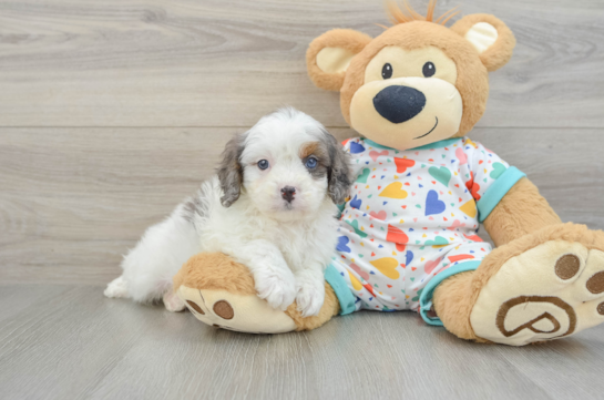 Funny Cavapoo Poodle Mix Pup