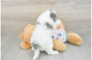 Fluffy Cavapoo Poodle Mix Pup