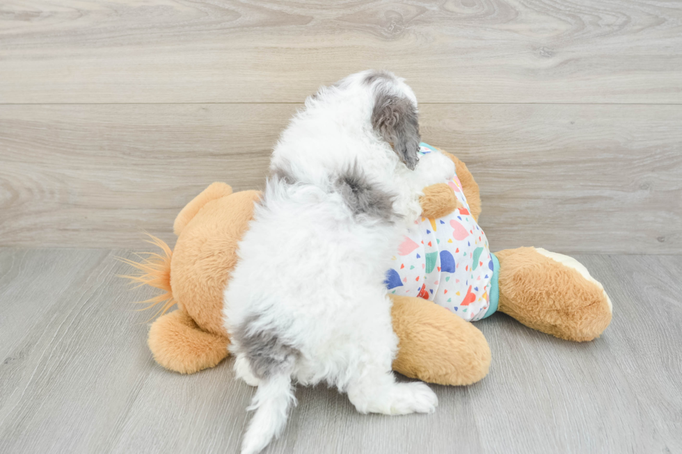 Fluffy Cavapoo Poodle Mix Pup
