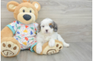 Cavapoo Puppy for Adoption