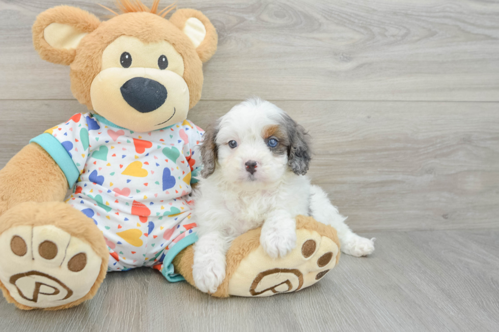 Cavapoo Puppy for Adoption