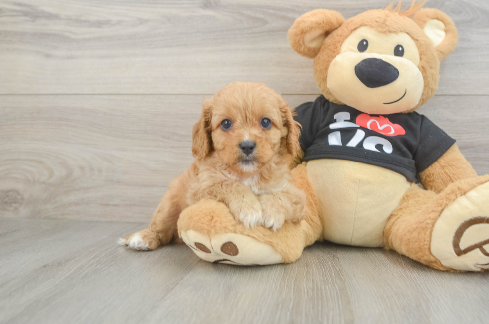 7 week old Cavapoo Puppy For Sale - Lone Star Pups