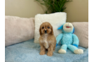 Best Cavapoo Baby