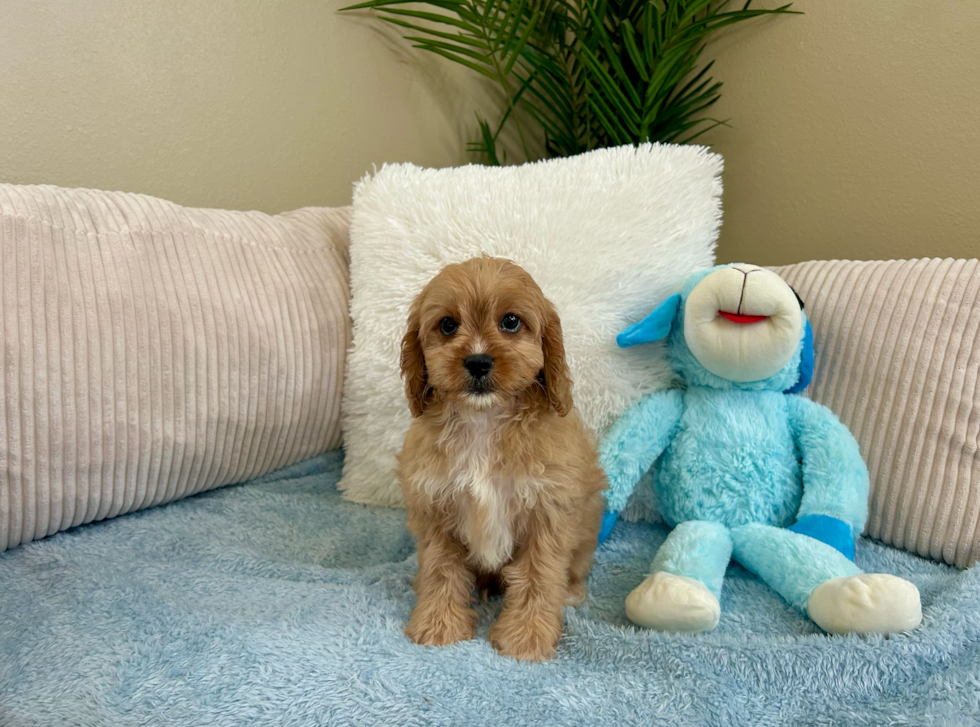 Best Cavapoo Baby