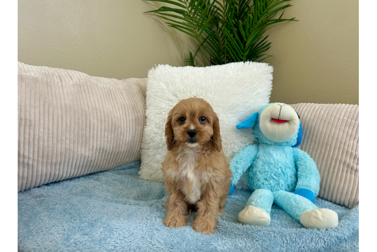 Cute Cavapoo Poodle Mix Pup