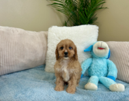 10 week old Cavapoo Puppy For Sale - Lone Star Pups