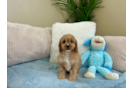 Cute Cavapoo Poodle Mix Pup