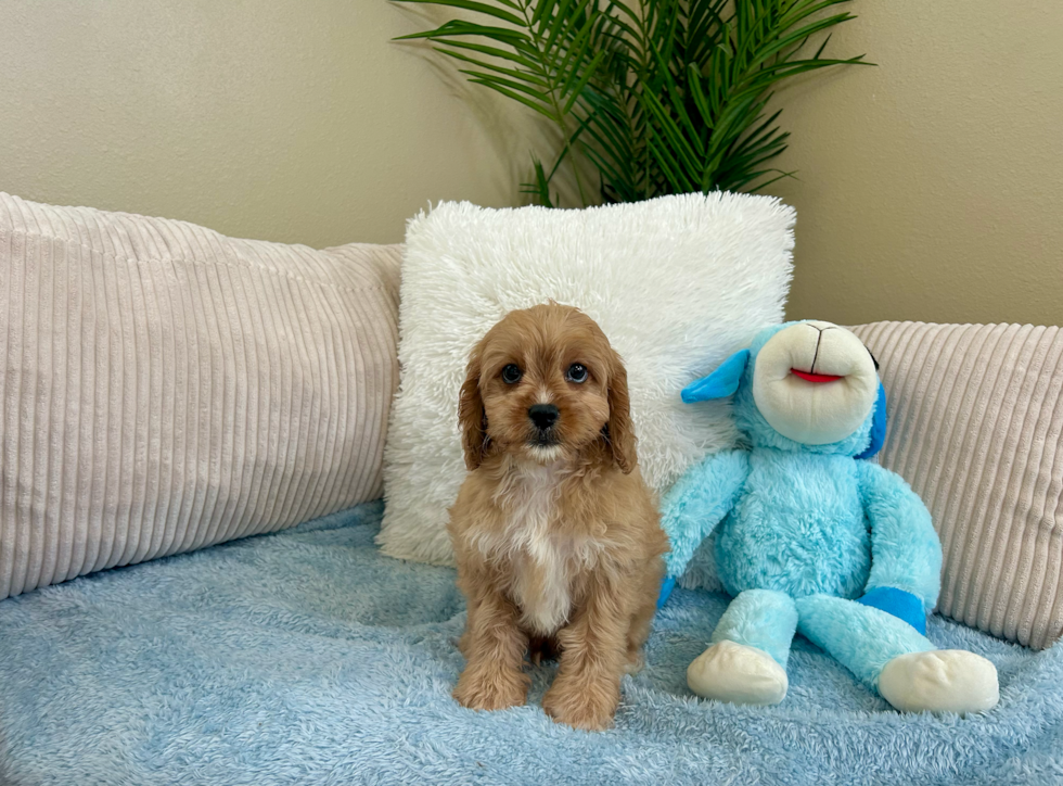 Cute Cavapoo Poodle Mix Pup