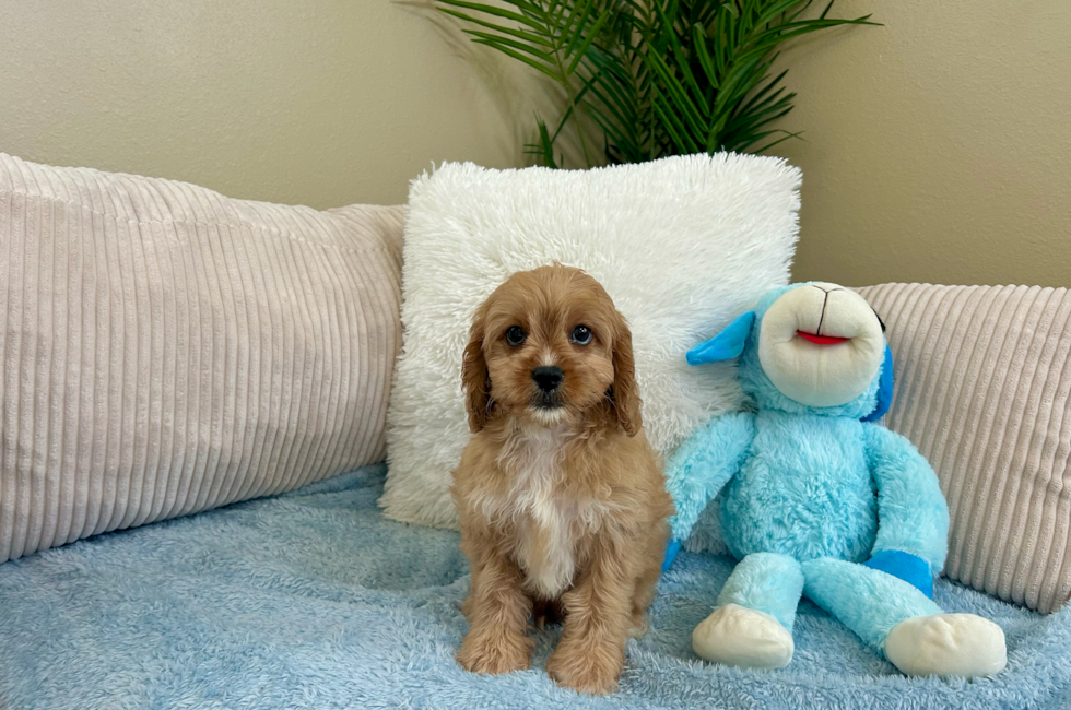 10 week old Cavapoo Puppy For Sale - Lone Star Pups