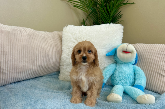 Cute Cavapoo Poodle Mix Pup