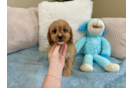 Cute Cavadoodle Poodle Mix Puppy