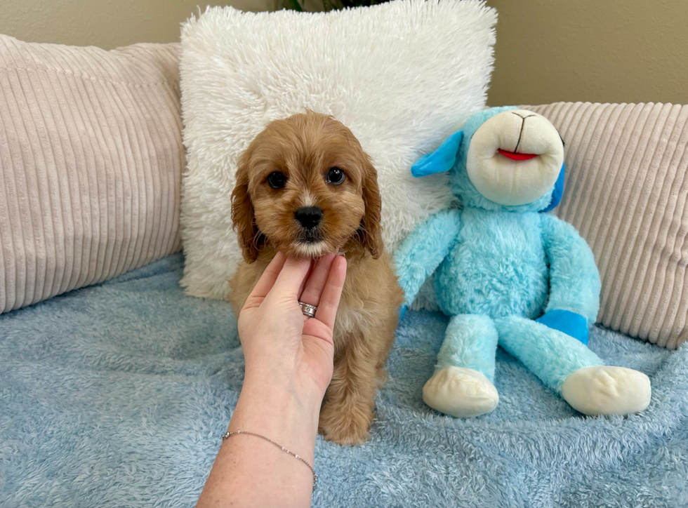 Cute Cavadoodle Poodle Mix Puppy