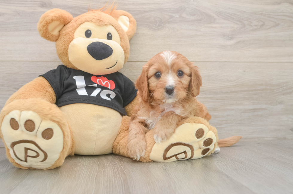 5 week old Cavapoo Puppy For Sale - Lone Star Pups