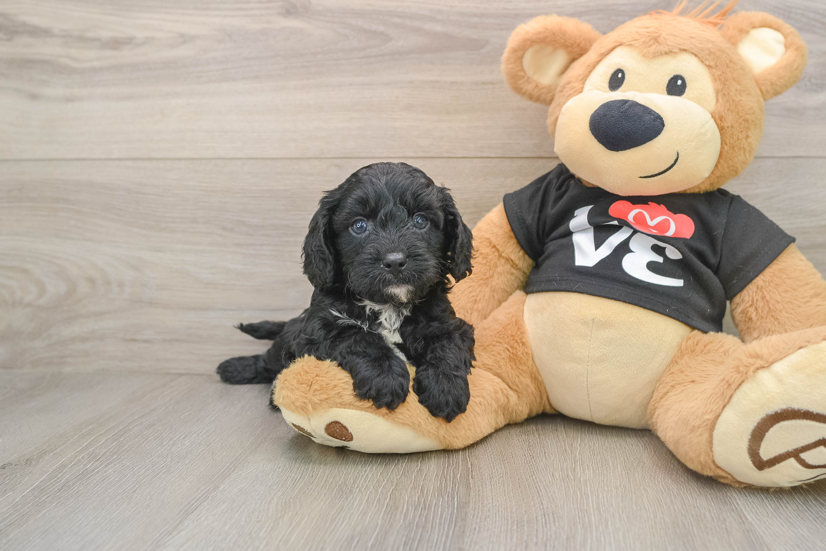 Cavapoo Puppy for Adoption