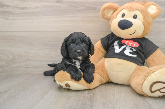 BOOKER, a Cavapoo littermate