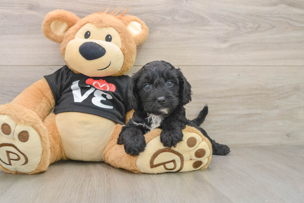 Cavapoo Puppy for Adoption