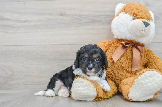 Cavapoo Puppy for Adoption