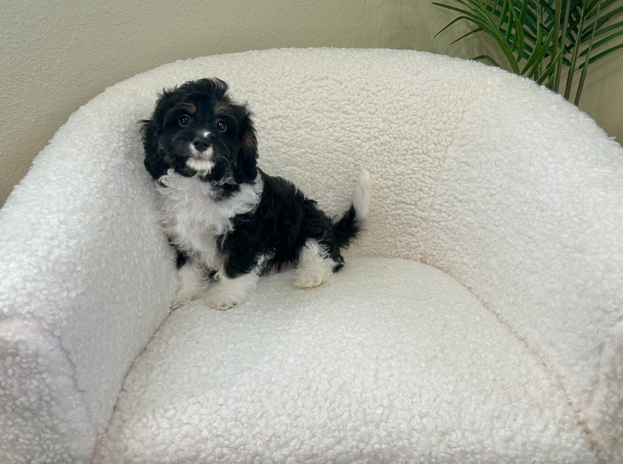 Cute Cavoodle Poodle Mix Puppy