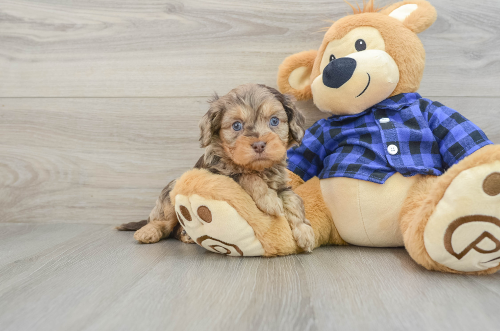 5 week old Cavapoo Puppy For Sale - Lone Star Pups