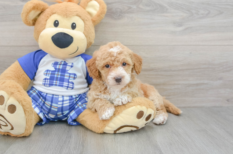 7 week old Cavapoo Puppy For Sale - Lone Star Pups