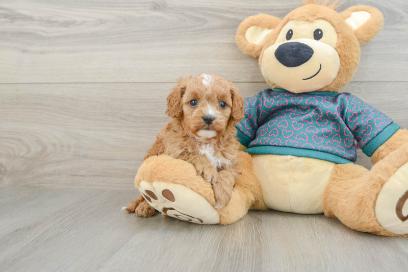 Meet Boomer - our Cavapoo Puppy Photo 1/3 - Lone Star Pups
