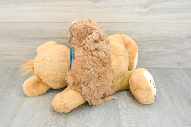 Meet Boomer - our Cavapoo Puppy Photo 2/3 - Lone Star Pups
