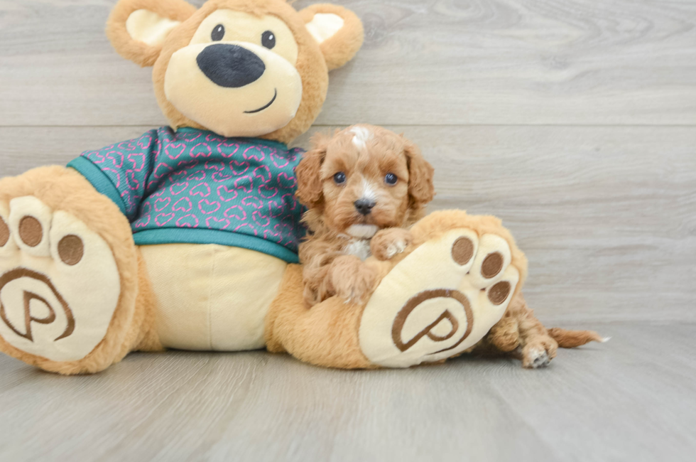 6 week old Cavapoo Puppy For Sale - Lone Star Pups
