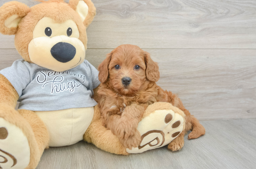 5 week old Cavapoo Puppy For Sale - Lone Star Pups