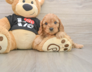 8 week old Cavapoo Puppy For Sale - Lone Star Pups