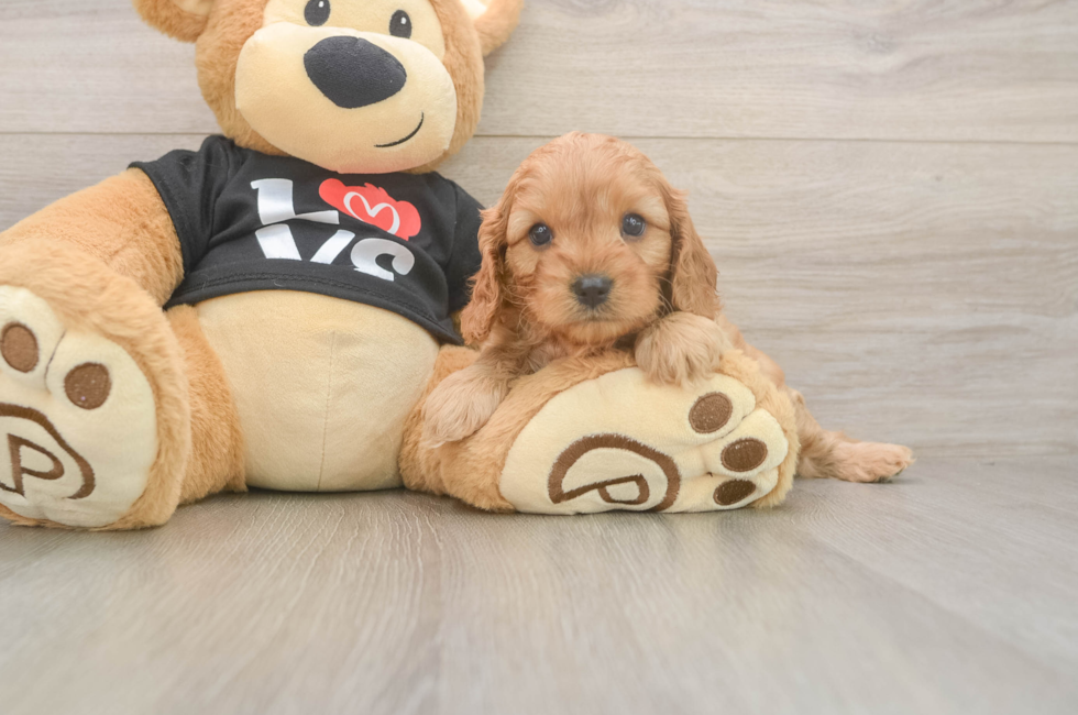 5 week old Cavapoo Puppy For Sale - Lone Star Pups