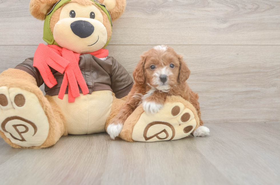 5 week old Cavapoo Puppy For Sale - Lone Star Pups