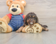 7 week old Cavapoo Puppy For Sale - Lone Star Pups
