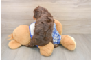 Cavapoo Pup Being Cute