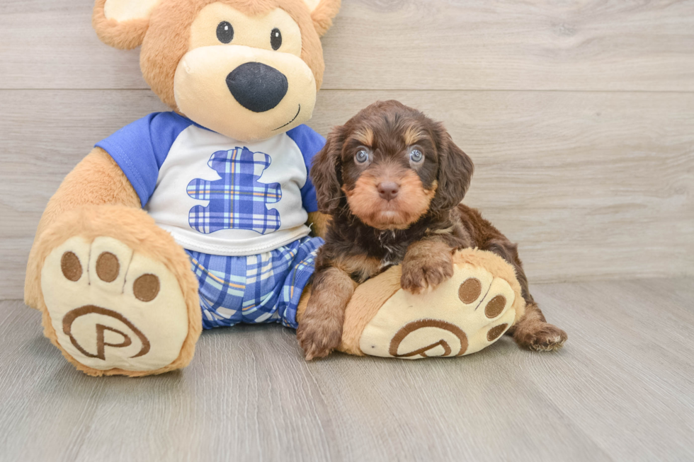 Small Cavapoo Baby
