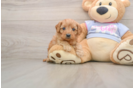 Best Cavapoo Baby