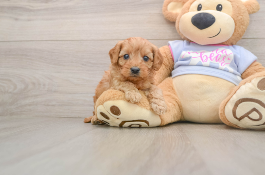 Best Cavapoo Baby