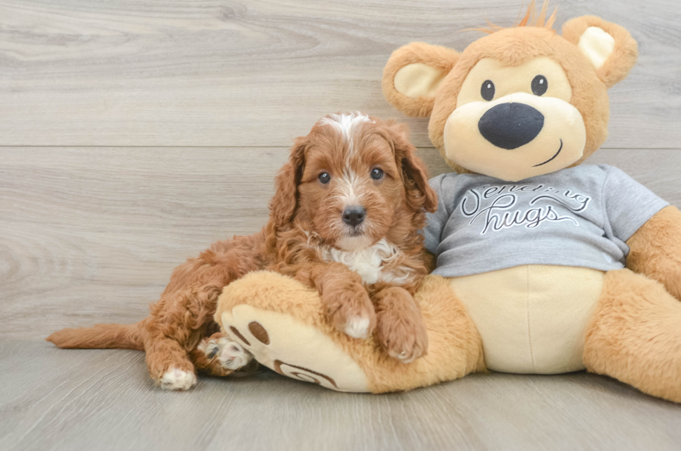 5 week old Cavapoo Puppy For Sale - Lone Star Pups