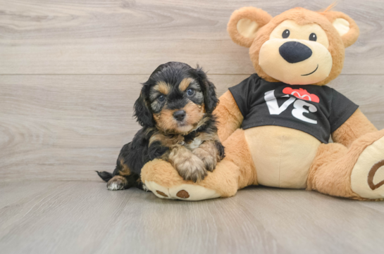 Popular Cavapoo Poodle Mix Pup