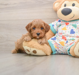 7 week old Cavapoo Puppy For Sale - Lone Star Pups
