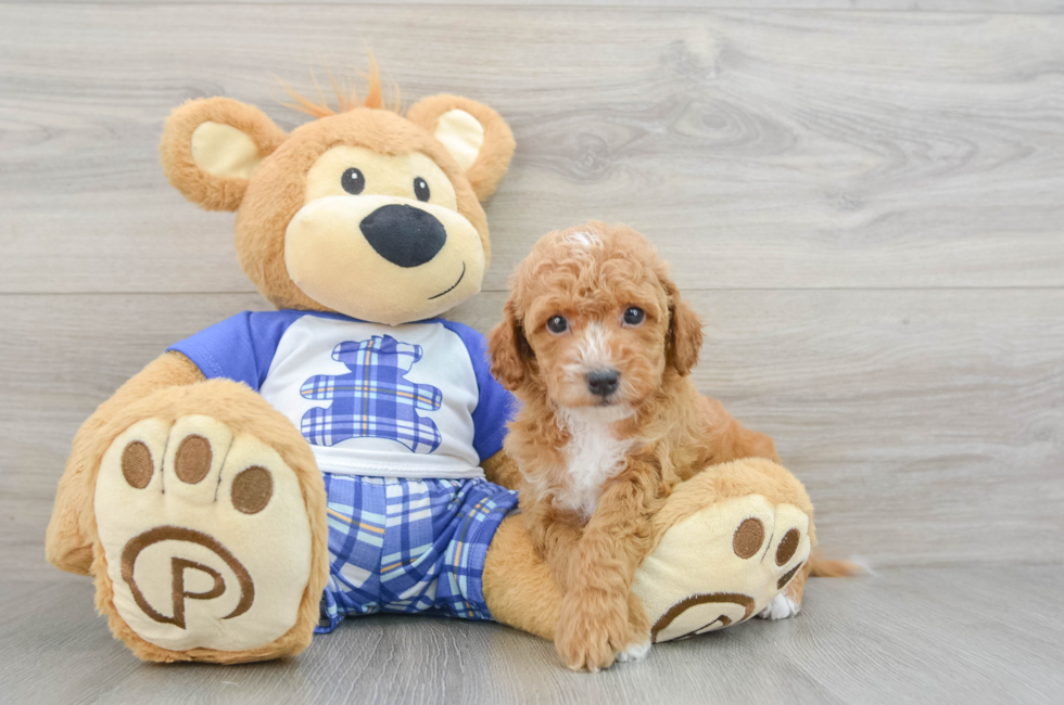 7 week old Cavapoo Puppy For Sale - Lone Star Pups