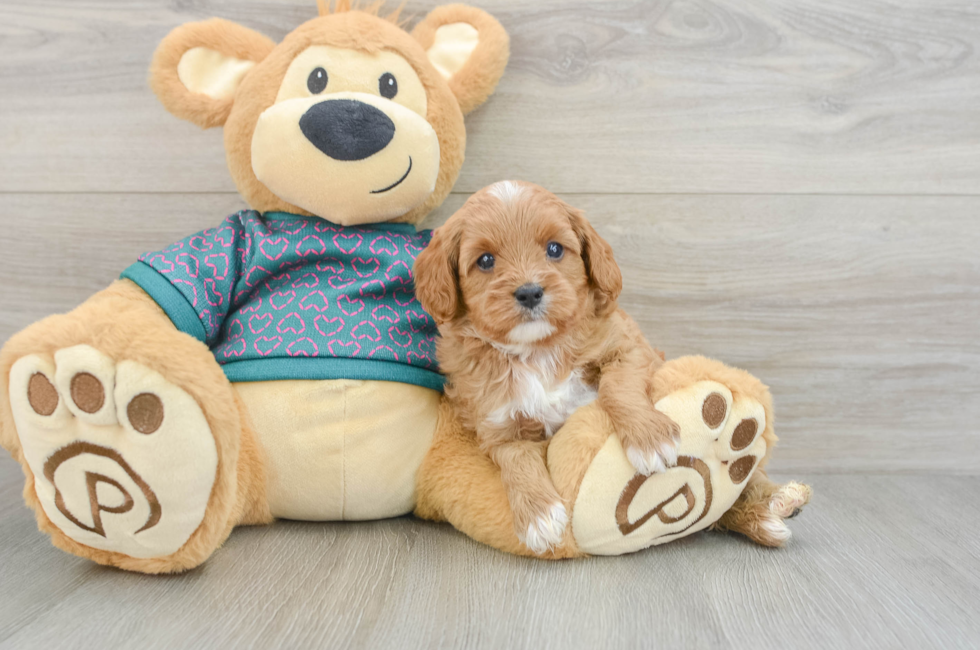 6 week old Cavapoo Puppy For Sale - Lone Star Pups