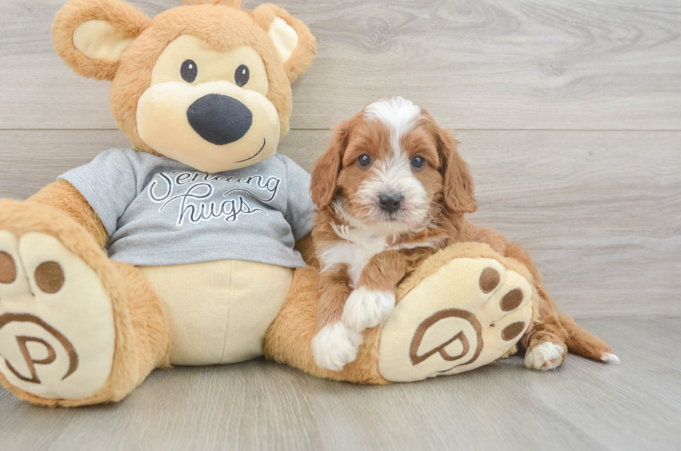 5 week old Cavapoo Puppy For Sale - Lone Star Pups