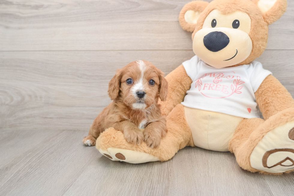 Fluffy Cavapoo Poodle Mix Pup
