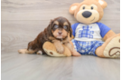 Adorable Cavalier King Charles Spaniel and Poodle Mix Poodle Mix Puppy