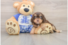 Cavapoo Puppy for Adoption