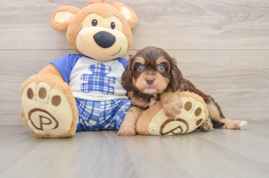 Cavapoo Puppy for Adoption