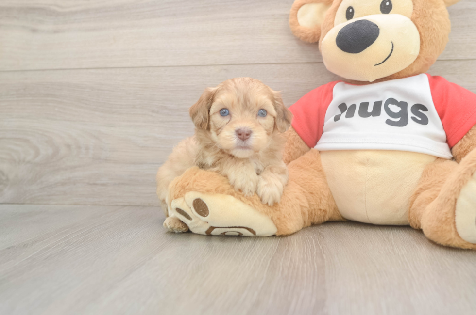 5 week old Cavapoo Puppy For Sale - Lone Star Pups