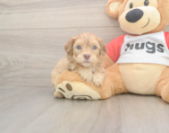 6 week old Cavapoo Puppy For Sale - Lone Star Pups 6 week old Cavapoo Puppy For Sale - Lone Star Pups