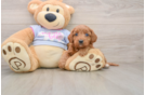 Cavapoo Puppy for Adoption